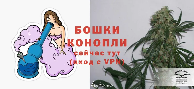 МАРИХУАНА Ganja  Гороховец 